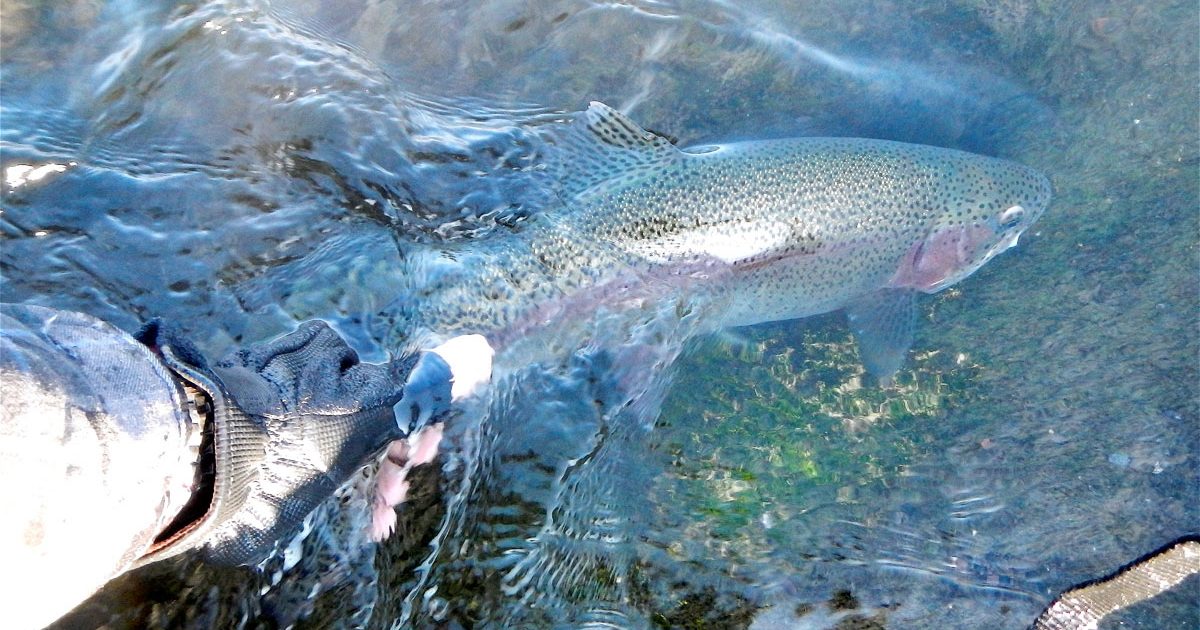 Fishing for Sanity: A Trout Stream and a Way of Life (The Sanity